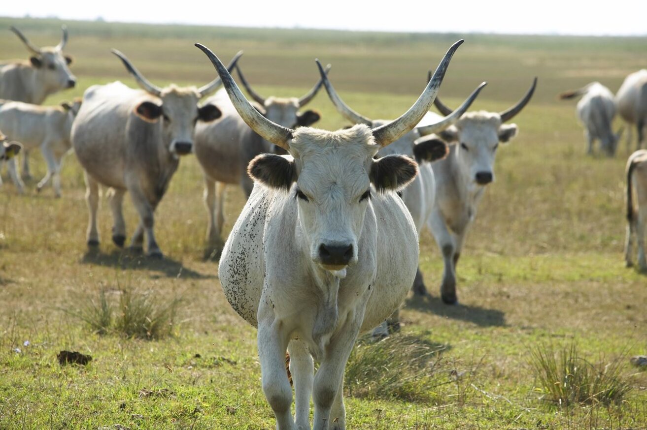 GRAURINDER-2-NTG-Mike-Ranz_